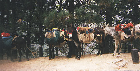 patient mules -- by Suzanne